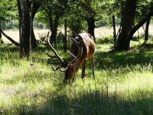 Cerf élaphe