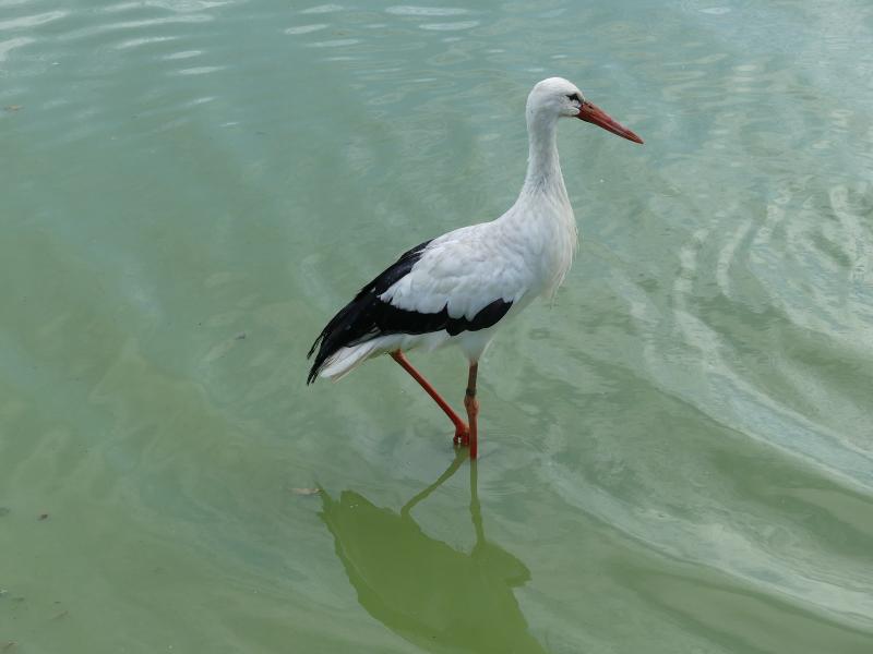 Cigogne blanche