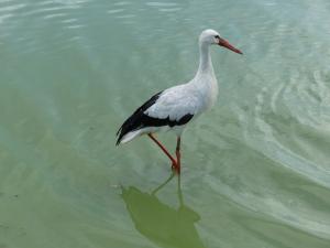 Cigogne blanche
