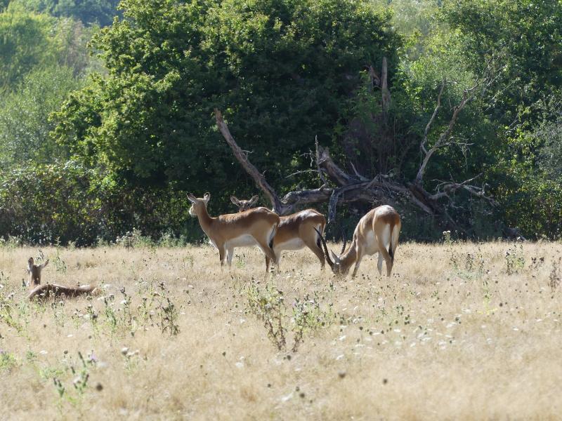Cobe de Lechwe