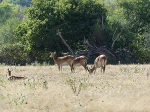 Cobe de Lechwe