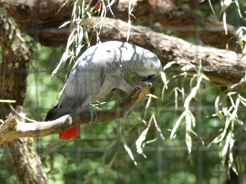 Gris du Gabon