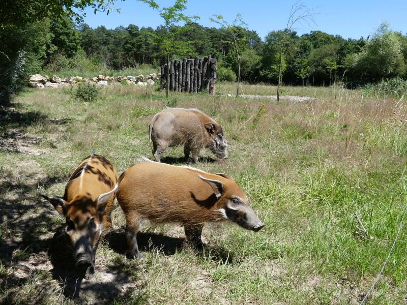 Potamochère