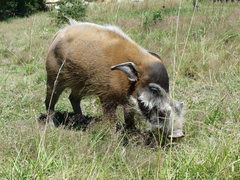 Potamochère