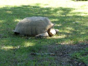 Tortue sillonnée