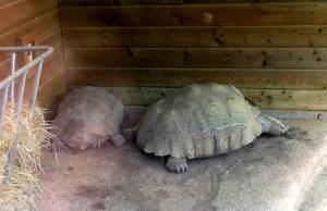Tortue sillonnée