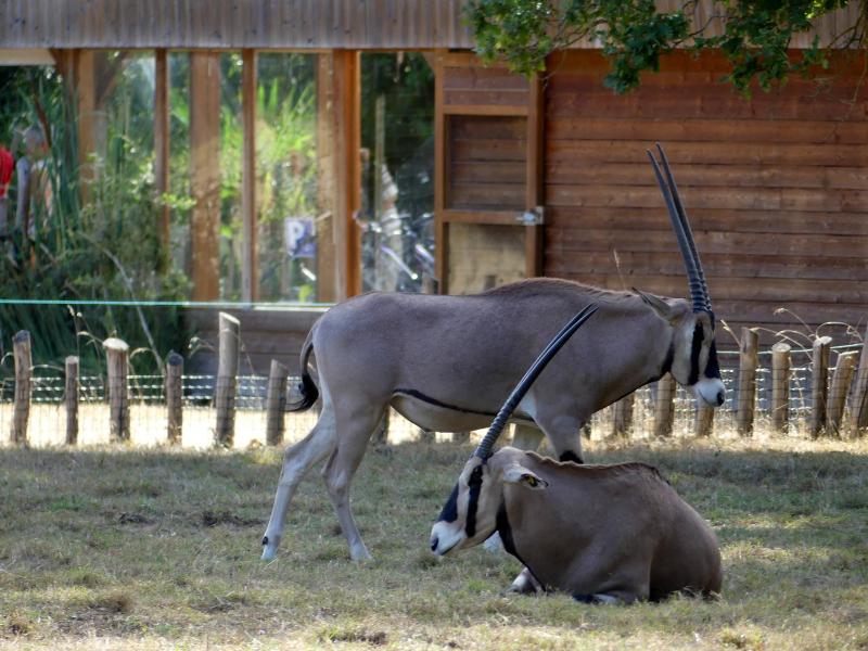 Oryx beisa