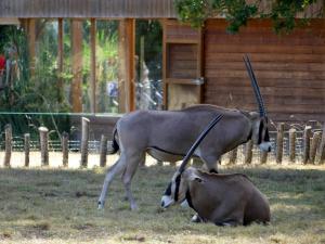 Oryx beisa