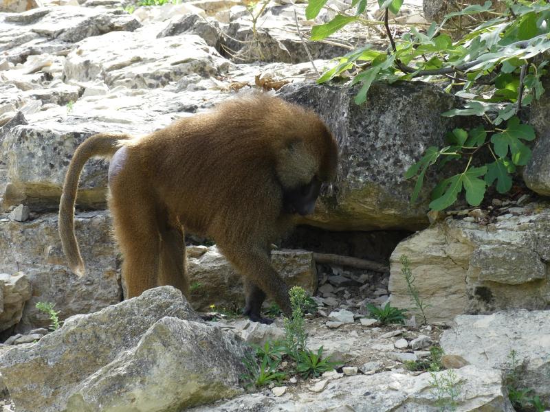 Babouin de Guinée