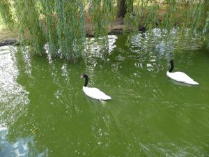 Cygne à cou noir