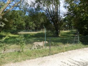 Guépard