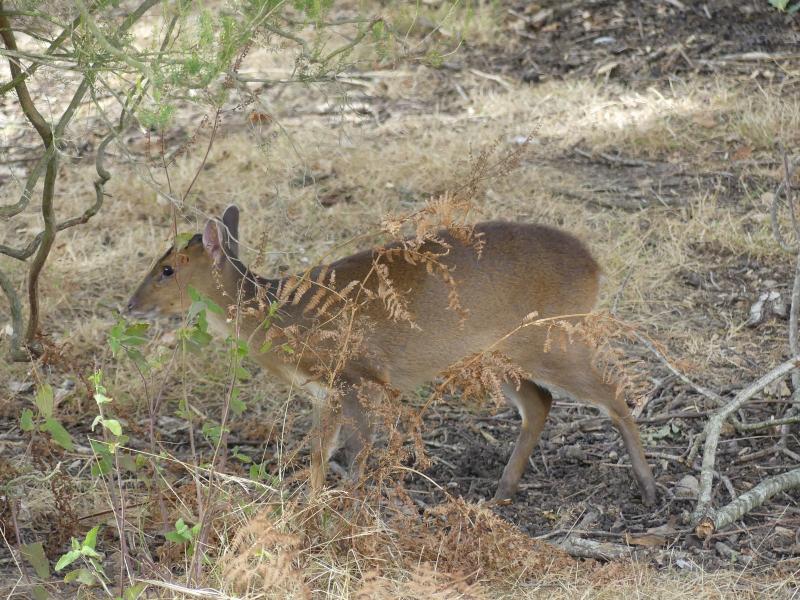 Muntjac de Reeves