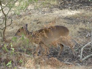Muntjac de Reeves