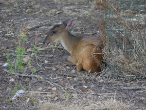 Muntjac de Reeves