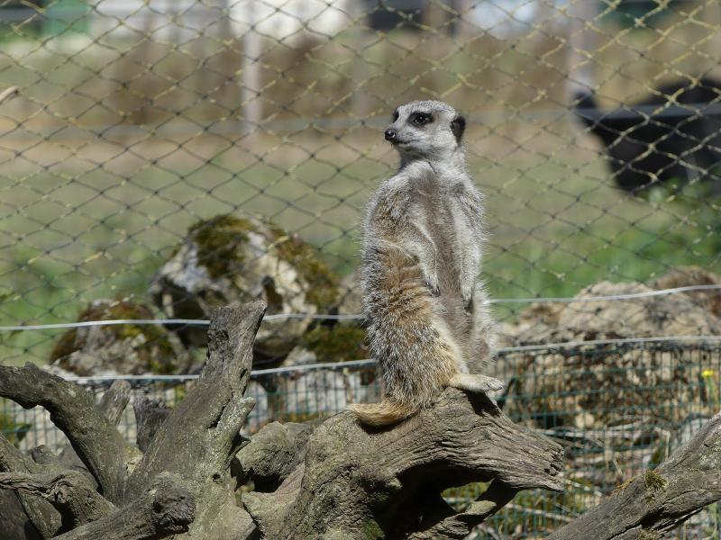 Suricate