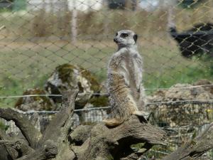 Suricate