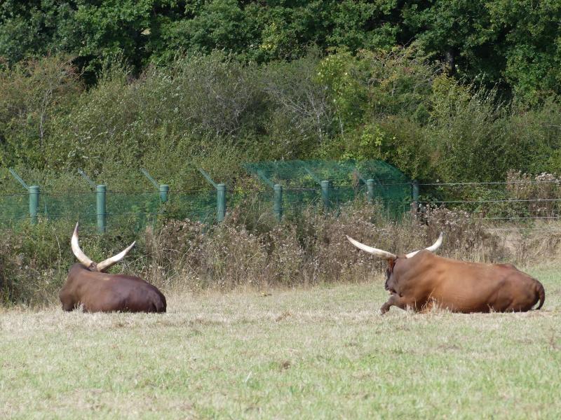 Bœuf watusi