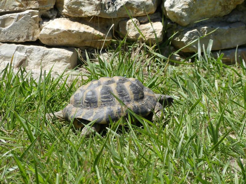 Tortue d'Hermann