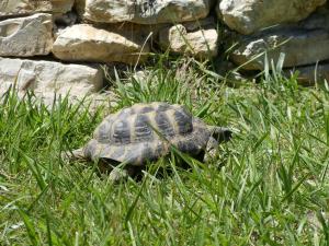 Tortue d'Hermann