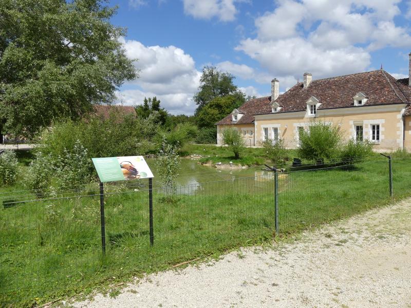 Mare de la Cour