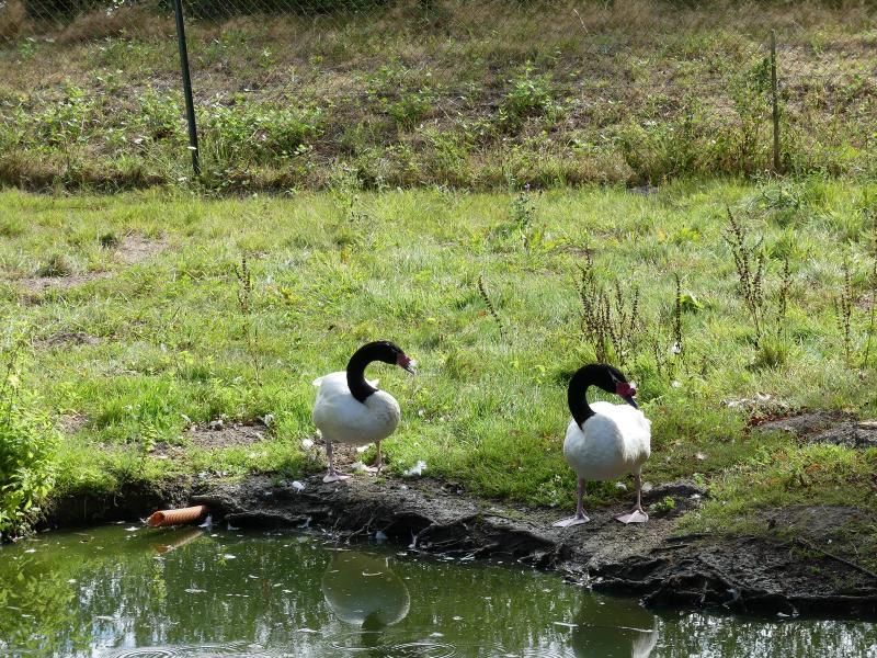 Cygne à cou noir