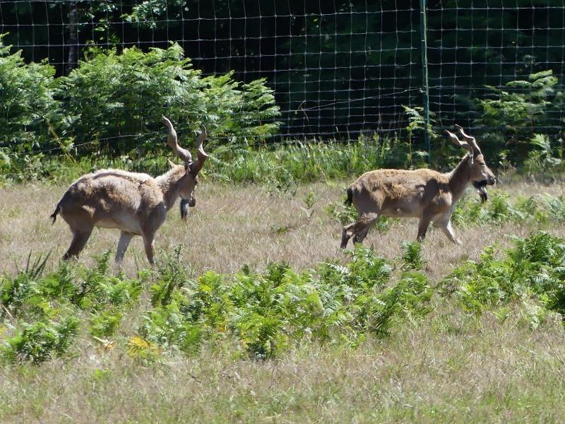 Markhor