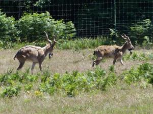 Markhor