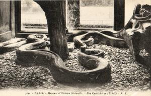 Boa constricteur