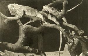 Iguane - Brésil