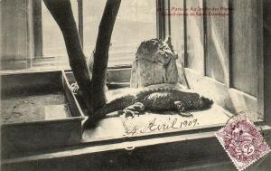 Lézard cornu de Saint-Domingue - 1909
