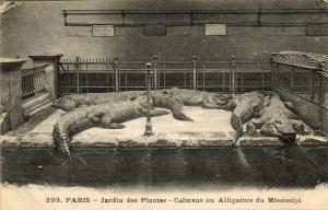 Caïmans ou Alligators du Mississipi
