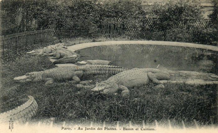 Bassin et Caïmans - 1907