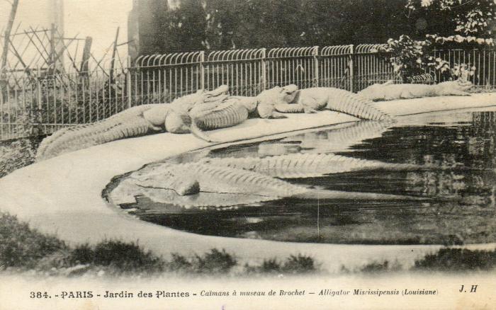 Caïmans à museau de brochet - Alligator mississipiensis (Louisiane)