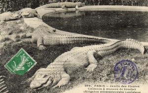 Caïmans à museau de brochet (Alligator mississipiensis) - 1912