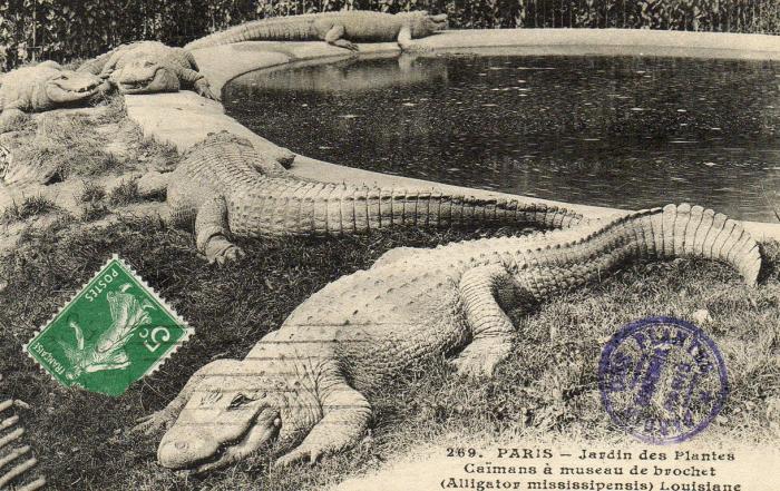 Caïmans à museau de brochet (Alligator mississipiensis) - 1912