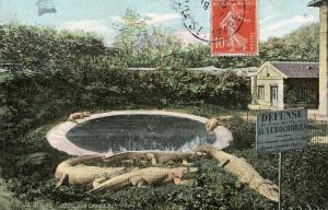 Les Crocodiles