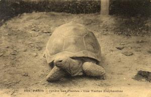 Une Tortue Eléphantine