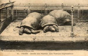 Les Tortues Eléphantines