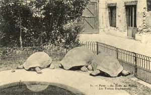 Les Tortues Eléphantines