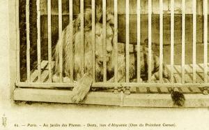 Desta, lion d'Abyssinie (Don du Président Carnot)