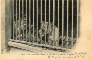 Le lion et la lionne - 1908