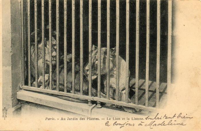 Le lion et la lionne - 1908