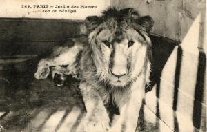 Lion du Sénégal - 1925