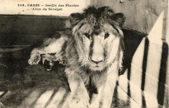 Lion du Sénégal - 1925