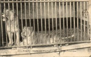 Lion et lionne d'Afrique - 1923