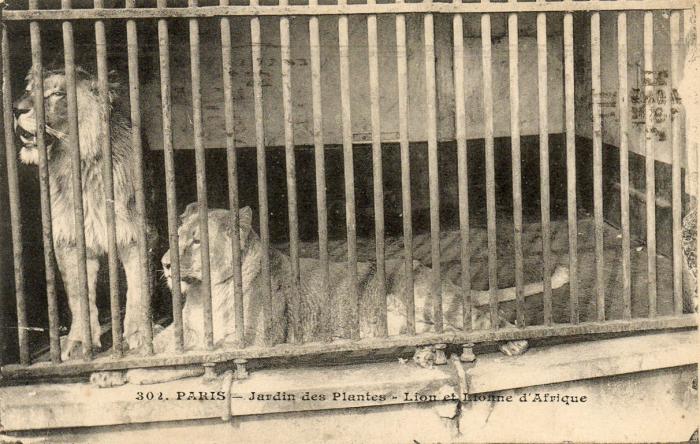 Lion et lionne d'Afrique - 1923