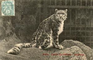 Panthère - 1904