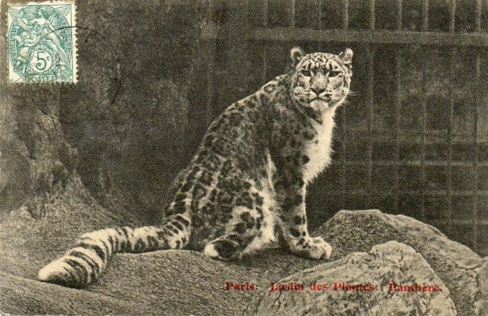 Panthère - 1904