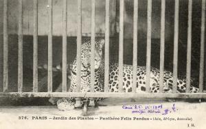 Panthère Felis pardus - Asie, Afrique, australie - 1908