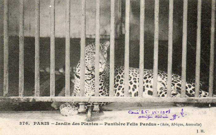 Panthère Felis pardus - Asie, Afrique, australie - 1908
